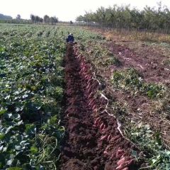 天津市北辰区烟薯，秦薯8红薯