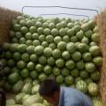 鄂尔多斯市鄂托克期赛乌素草籽场西瓜已上市