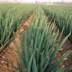 2018临淄百亩大葱价格优惠欢迎来实地考察