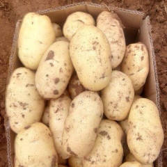 诚信武川，四子王旗土豆购销经纪人