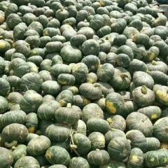 板栗南瓜又称日本小南瓜