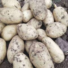 围场本人有大量荷兰十五马上上市3两以上0.65左右