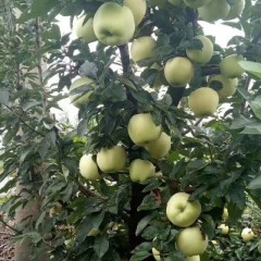 山东潍坊红星苹果，美八苹果，红将军苹果产地