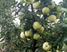 山东潍坊红星苹果，美八苹果，红将军苹果产地