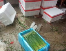 山东莘县 新鲜韭苔，每年7-8月正值上市