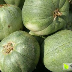 惠民县香甜可口的绿宝甜瓜产量高，物美价廉