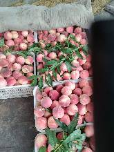 河北遵化33号蜜桃品质优良