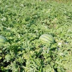 富锦锦山任艳涛9月新红宝西瓜