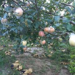 2018年纸袋红将军早熟富士即将上市