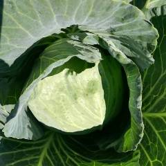 肇东甘蓝假一赔十肇东赵岩诚信合作