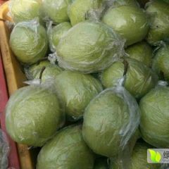 膜袋鸭梨水晶鸭梨大量上市