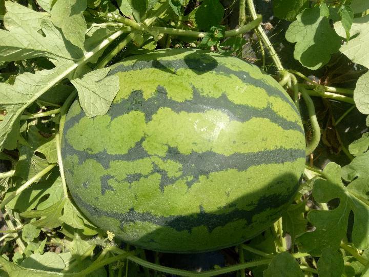 绥棱本人有大量地雷和绿皮西瓜开园皮薄