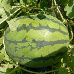 绥棱本人有大量地雷和绿皮西瓜开园，皮薄