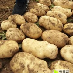 内蒙古太仆寺旗土豆有一千多亩，3两以上