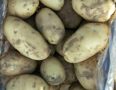 集宁合作社种植30000亩各种型号土豆