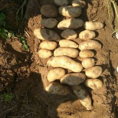 3两通天夏坡蒂个头大，颜色好