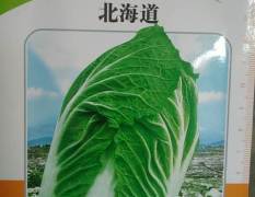 新野韩国越冬黄心白菜种子