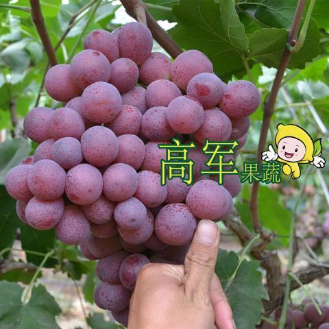 2019年陕西蒲城红提价格