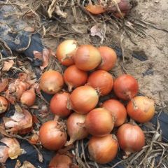 甘肃洋葱已大量上市！欢迎采购