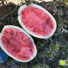 诚信代收乌丹杨六爷13847965051欢迎全国客商来采购