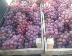潍坊市周围哪里有大片的葡萄园？