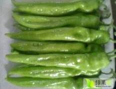 凌海辣椒 万亩牛角椒、9月大量上市！