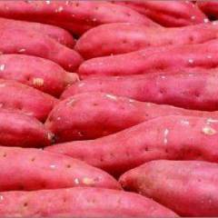 辽宁锦州市红薯，品种有：龙薯九号
