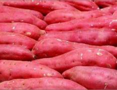 辽宁锦州市红薯，品种有：龙薯九号