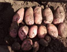 沽源荷兰十五土豆大量上市，本人长期代办土豆