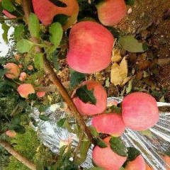 潍城红将军苹果又称早熟富士口感脆，颜色好