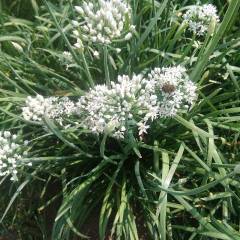 柘城韭菜花大量上市有需要的客户请联系