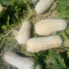 看看我这瓜怎么个大体型好