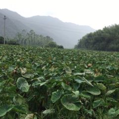 本人在福建沙县延溪村种槟榔芋