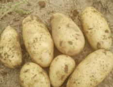 2018张北土豆 本人常年种植土豆商品、籽种