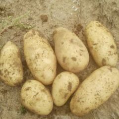 2018张北土豆 本人常年种植土豆商品、籽种