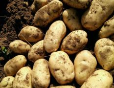 张北有大量土豆出售，226，荷兰14.15土豆