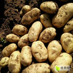 张北有大量土豆出售，226，荷兰14.15土豆