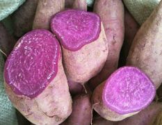 紫薯大量供应中一两起步