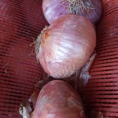 南乐紫皮洋葱适合宾馆，饭店，家庭