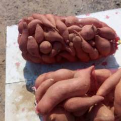 南乐红薯本产品适合全国各地，适合宾馆，饭店