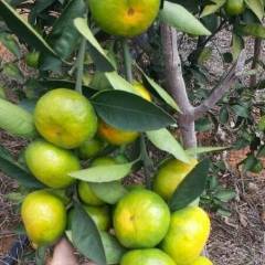 江永回龙圩水果为您提供江永回龙圩特早蜜桔