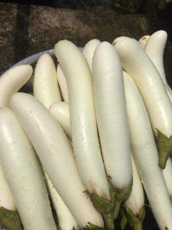 白茄子营养丰富农场基地直销诚信合作 茄子价格行情 蔬菜商情网