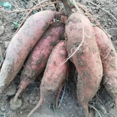 2018衡水安平县龙署九号红薯