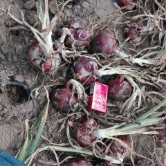 张家口坝上地区红帝101紫皮洋葱大量上市