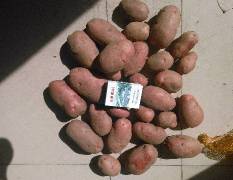 集宁基地有大量红土豆出售，荷兰14土豆