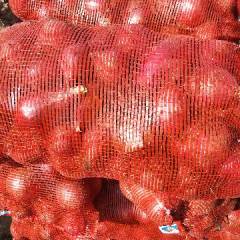 朔城这里洋葱大量上市，价格不高