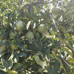 山东费县苹果现己陆续上市，黄金帅，新红星