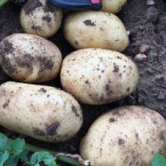 薯我最棒，确保质量，上车付款