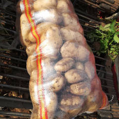 沽源 小盒陈8月荷兰十五土豆