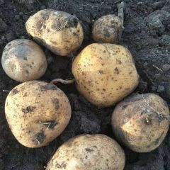 吉林扶余县土豆大量上市，代收大土豆